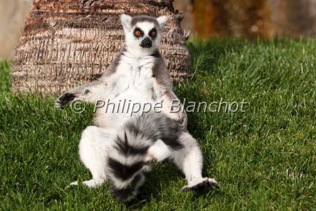 lemur catta.JPG - Lémur catta ou Maki mococolémuriformelémuriensBioparc, Valencia, Communauté de Valencia, Espagne